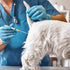 Weewooday 50 Disposable Artificial Insemination Rods for Dog Goat Sheep Breeding (Blue, 8 Inches)