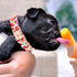 Lionheart Glory Dog Collar, Popsicle Print, Soft Durable Adjustable Collars for Small Dogs, Pet Collar Gift