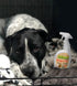 Earthworm Pet Stain Remover & Odor Eliminator - Natural Enzyme Formula, Fragrance Free Spray 22 oz