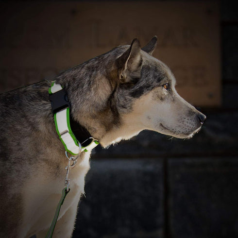 If It Barks 1.5" Reflective Martingale Collar - Adjustable, Durable, Comfy - Made in USA - Ideal for Training - Large,