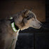 If It Barks 1.5" Reflective Martingale Collar - Adjustable, Durable, Comfy - Made in USA - Ideal for Training - Large,