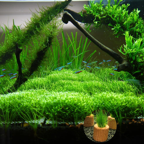 20 Pcs Aquatic Water Plant Fixed Rings - Ceramic Pottery Gravity Ring for Fish Tank