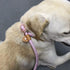 6FT Reflective Slip Leash for Large Medium Dogs, Non Slip Training Slip Leash for Dogs