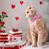 azuza 2 Pack Valentine's Day Cat Collar with Bell, Breakaway Collars with Cute Bowtie, Adjustable from 8"-12" (Cute