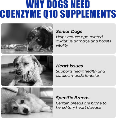 Q10 q10 Function-10.58oz Just Try Coenzyme Heart Heathy Bites for Dogs - Advanced & Taurine Supplement for Heart Health