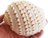 Florida Shells and Gifts Inc. Set 3 3 1/2"-4" of Beautiful Tonna Tesselata Spotted Tun Shells Hermit Crab Natural Large