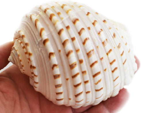 Florida Shells and Gifts Inc. Set 2 3 1/2"-4" of Beautiful Tonna Tesselata Spotted Tun Shells Hermit Crab Natural Large