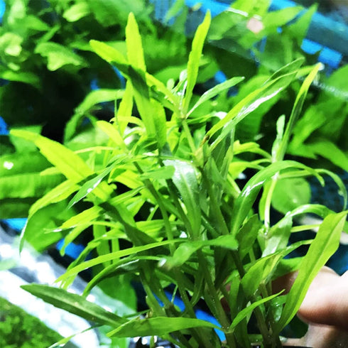 Live Pogostemon Stellatus Octopus Plant - Freshwater Aquarium Decoration