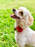 PET SHOW Valentines Small Dogs Flower Charms for Medium Large Dogs, Cat, Puppies, Rabbit Collars