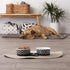 Bone Dry Lattice Collection Pet Bowl & Canister, Small Set, 4.25x2 inches, Black, 2 Piece