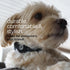 Airtag Dog Collar, Premium Holder with Adjustable Heavy Duty 3M Reflective No Chafing Ultra Soft Air Mesh for Small