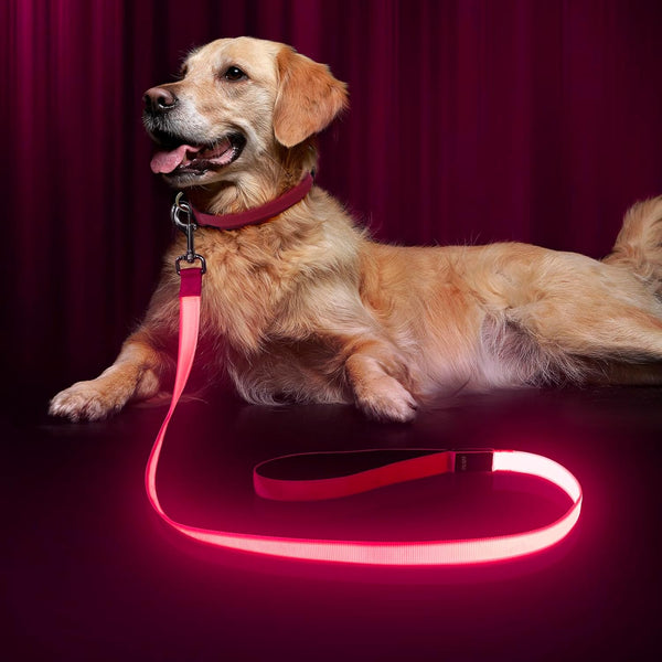LED Dog Leash, Light Up 4 Feet Micro USB Rechargeable Nylon Webbing Glow Safety Standard Leash, Pink