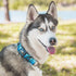 Leashboss Martingale Collar for Dogs - Reflective Nylon with Steel Chain, Adjustable No Pull Training Collar for All