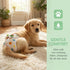 HGJLM 3 Reusable Dog Diapers Female Washable Premium Doggie Diaper for Dogs Paired with Disposable Urine Pads Highly
