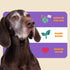 Hip and Joint Supplement for Dogs - Glucosamine and Turmeric Chews for Joint Health, Pain Relief - For Large, Small