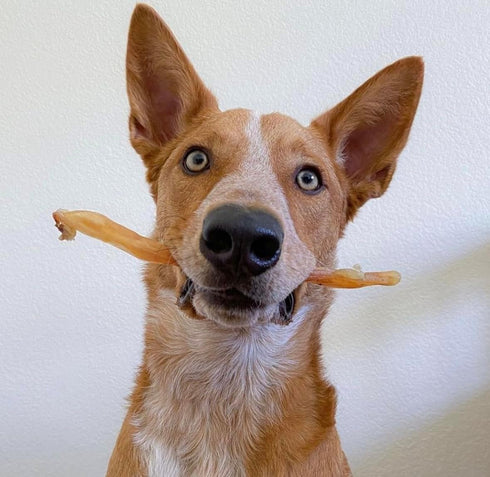 Beef Tendons for Dogs, USA Made, Grass Fed, All Natural Dental Chews, Grain Free, Odor Free, 8 OZ