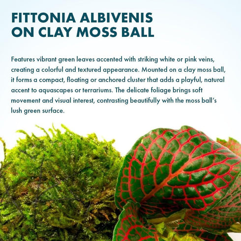 albivenis) 1 Pack SubstrateSource Live Planted Decor - Nerve Plant (Fittonia on Clay Moss Ball - Low to Medium Light