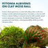 albivenis) 1 Pack SubstrateSource Live Planted Decor - Nerve Plant (Fittonia on Clay Moss Ball - Low to Medium Light