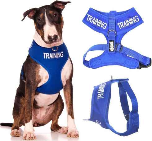Training Dog Harness (L) - Blue Colour Coded Non-Pull Front and Back D Ring, Padded and Waterproof