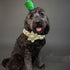 Elegant St. Patrick's Day Dog Collar with Flower, Green Clover Adjustable Dog Collar Pet Gift for Small Dogs