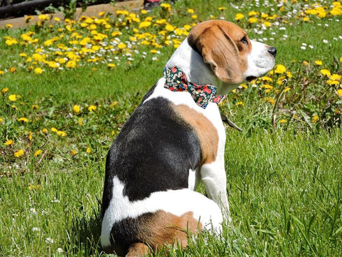 Lionheart Glory Floral Print Dog Collar with Bowtie, Adjustable Soft Collar for X-Small to Large Dogs