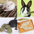 Chinchilla Rabbit Chew Toys Cleans The Mouth, Guinea Pig Chew Toy Protect Teeth, Apple Sticks Timothy Grass Sticks