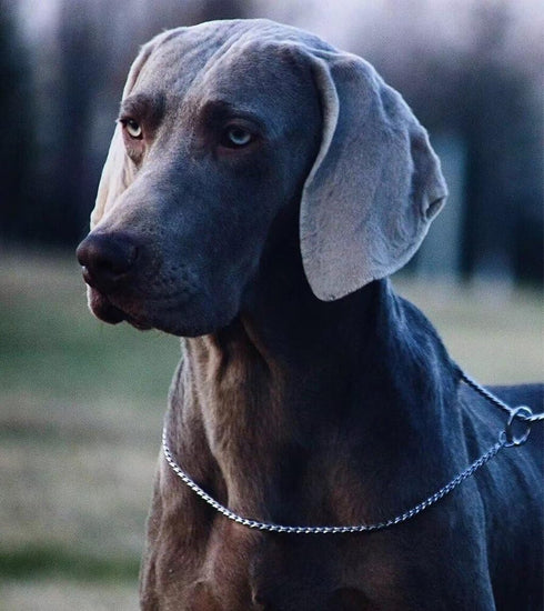 SGODA Silver Dog Chain Collar - Choke Pet Training Snake Collar with Heavy Links, 20 in, 3.5 mm