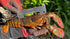 5", 3 1/4". AirFly Aluminum Lobster and Blue Crab Gauge for California, Maine, MA, NH, RI, CT, MP, AL, FL, GA, MD, VA