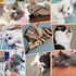 10 PCS Cat Catnip Sticks, Natural Matatabi Silvervine Chew Toy, Cleaning Teeth Molar Tools for Cats