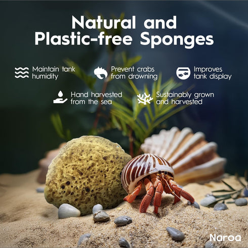 Natural Hermit Crab Sponges, 5 Pack Unbleached Sea Sponge for Water Drinking Safety and Humidity Balance