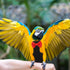 Reusable Bird Parrot Diaper Clothes Flight Suit with Bow Washable Soft Fabric Small Size for Outdoor Pet Bird Nappies