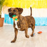 Fringe Studio Plush Dog Toy Set, Small 3 Piece Set, Little Taste of Glory, Pet Shop Collection (662043)