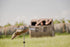 Avian-X PowerFlight Spinning Wing Dove Life-Size Motion Decoy - Durable Weather-Resistant Realistic Lifelike Hunting