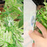 SLSON Reptile Plants Hanging Silk Terrarium Plants with Suction Cup for Bearded Dragons, Lizards, and Tank Decorations
