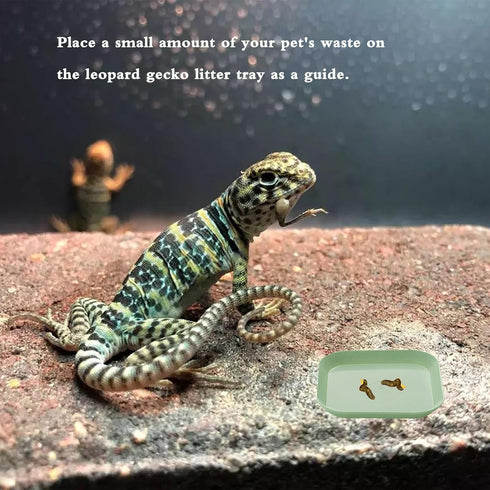 XFJYMXDM 4 Pcs Leopard Gecko Potty Pad, Reptile Lizard Gecko Latrine Trays, Leopard Gecko Tray for Lizard Reptile Gecko