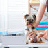 1 Set Set Chicingyou Dog Groomer Gift Box Pet Groomer Appreciation Gift Includes Makeup Bag Keychain Furologist Socks
