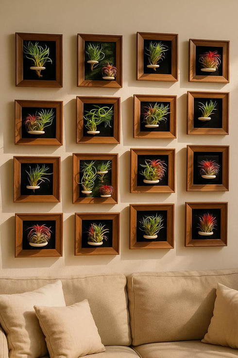 Generic 4" Tillandsia Funckiana Air Plant Kit, Frame (Wall-Mount & Tabletop), Magnetic Holder, Black or Green