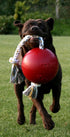 8 Inches/Large, Jolly Pets Romp-n-Roll Rope and Ball Dog Toy, Orange