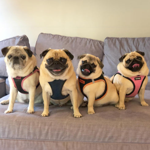 Best Pet Supplies - All Weather Mesh, Reflective, No Pull Harness for Small, Medium Dogs, Cats - Blue/Black Trim, XXS
