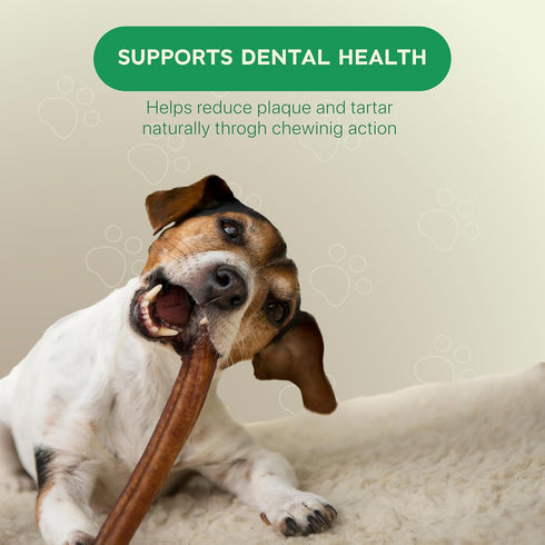 6 Inch 8oz MASSTICK Normal Bully Sticks for Dogs Thick Minimal Odor Beef Dog Chews Fully Digestible Chew Sticks