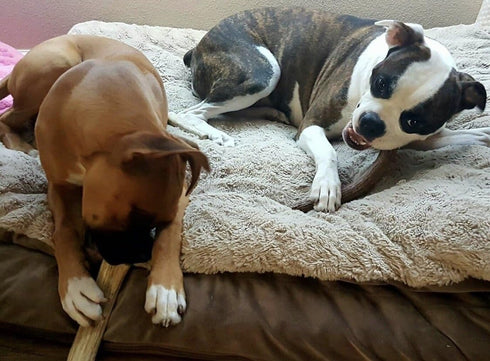 Premium Deer Antler Pieces - Dog Chews, Sold by The Pound