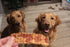 90 Count (3 Pack) Rena's Recipe Chicken Steak Strips Dog Treats Rawhide Free High Protein Training Treats