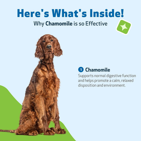 Wellbeing 2 oz (59ml) Pet Chamomile for Dogs - Organic Single Herb Supplement - Gentle Digestive Support, Holistic