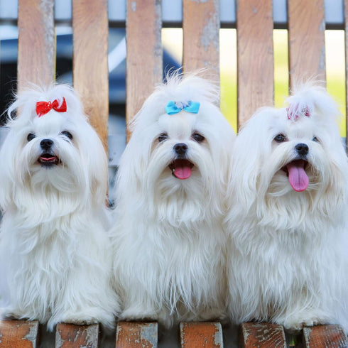 100 Pieces Dog Bows, Cute Dog Puppy Hair Bows, Multicolor Girl Dog Accessories, Small Dog Hair Bows with Strong Rubber