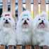 100 Pieces Dog Bows, Cute Dog Puppy Hair Bows, Multicolor Girl Dog Accessories, Small Dog Hair Bows with Strong Rubber