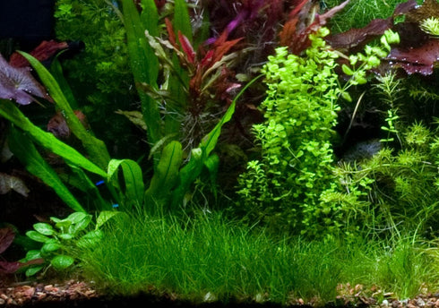 2 1 Dwarf Hairgrass Eleocharis Parvula Live Aquarium Plants Carpeting Plant for Aquatic Freshwater Fish Tank Buy GET
