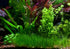 2 1 Dwarf Hairgrass Eleocharis Parvula Live Aquarium Plants Carpeting Plant for Aquatic Freshwater Fish Tank Buy GET