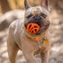 Chuckit! Air Fetch Ball Dog Toy, Medium (2.5 Inch Diameter) for Dogs 20-60 lbs