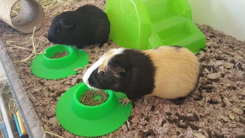 Tip-Proof Ergonomic Pet Bowl for Guinea Pig, 1/4-Cup Small Size, Spring Green