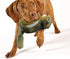 ALL FOR PAWS Stuffed Animal Chipmunk Squeaky Toy for Large Dogs